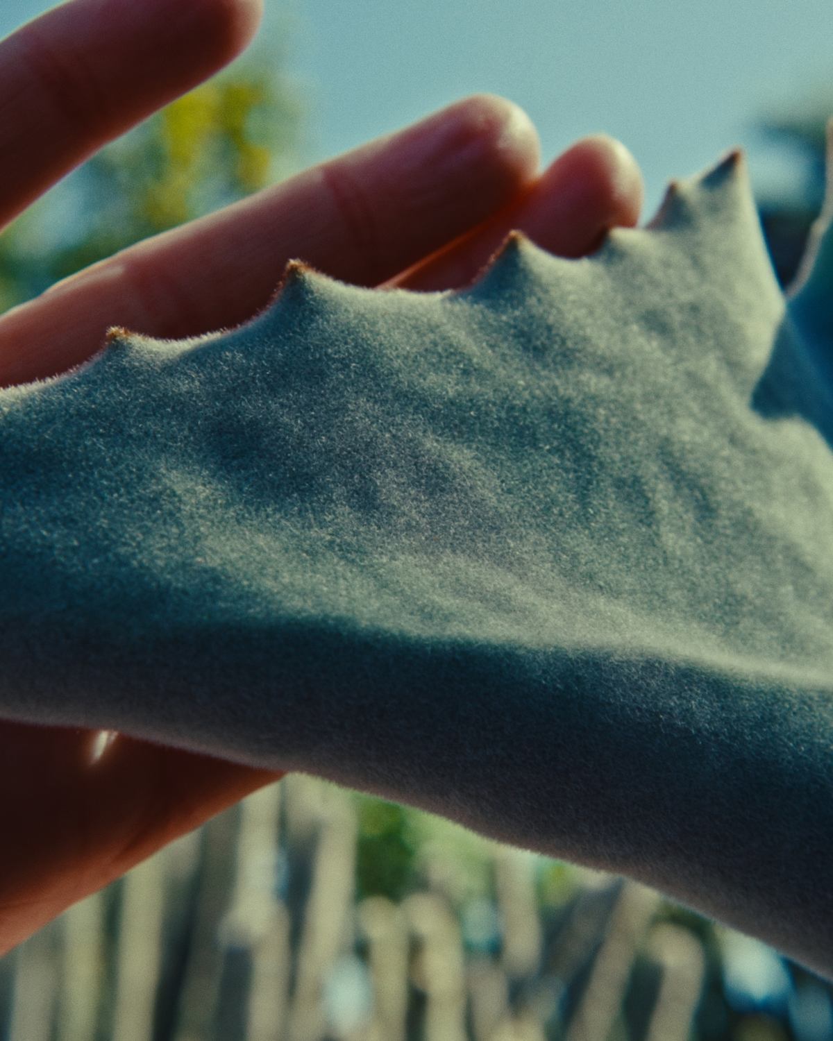 A hand against the velvet surface of an agave leaf